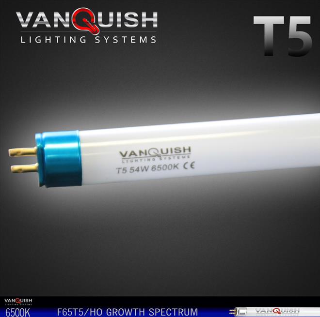 T5 Vanquish 6500K Bulb
