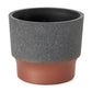 pot 3 inch succulent