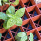 Grodan Gro-Smart Tray Insert