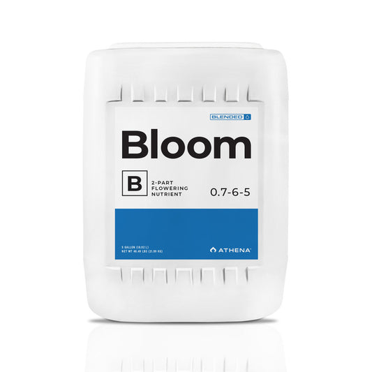 Athena Bloom B