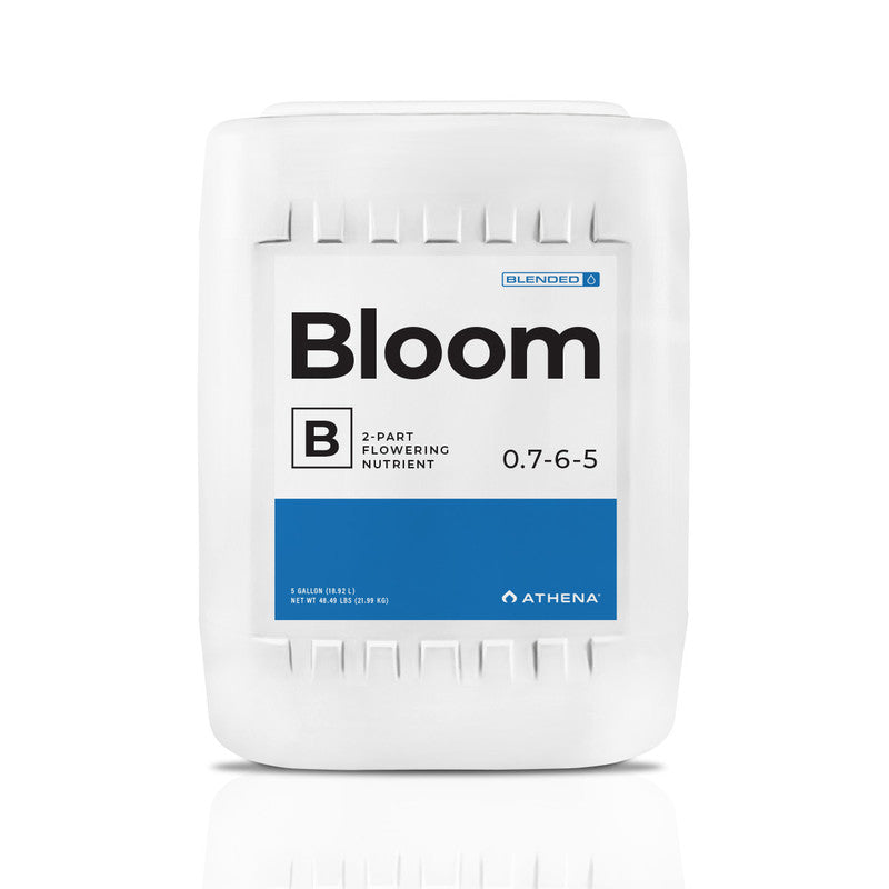 Athena Bloom B