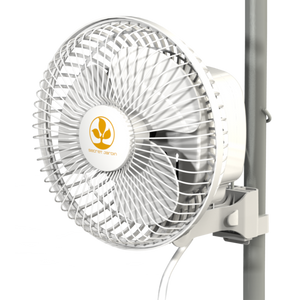 Monkey Fan