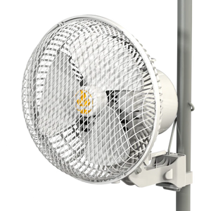 Monkey Fan