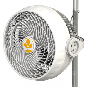 Monkey Fan