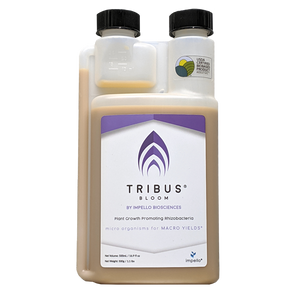 Tribus Bloom